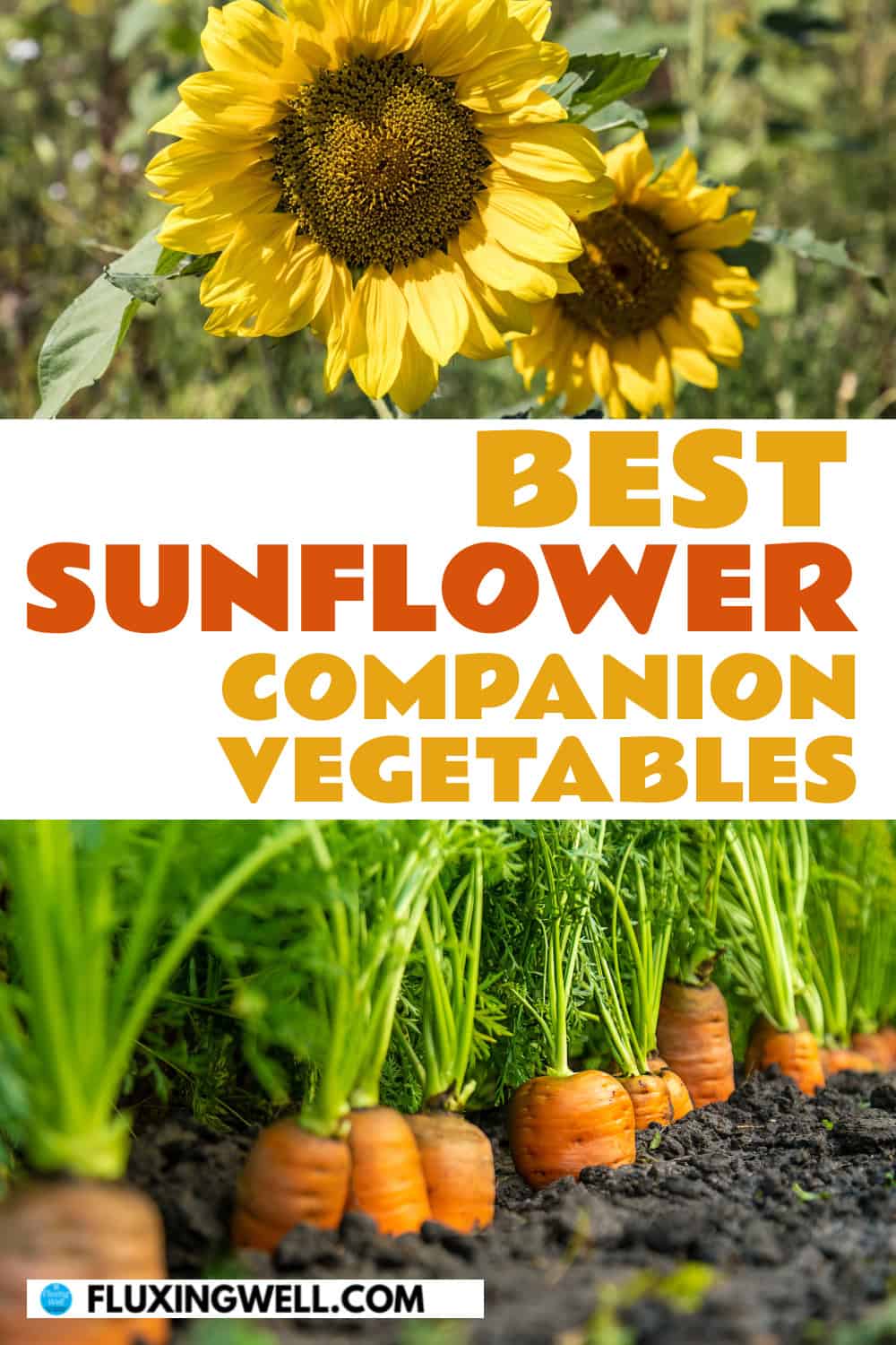 25 Best Sunflower Companion Plants (and 7 to Avoid) - Fluxing Well