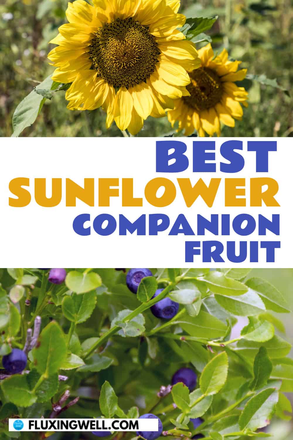 25 Best Sunflower Companion Plants (and 7 to Avoid) - Fluxing Well
