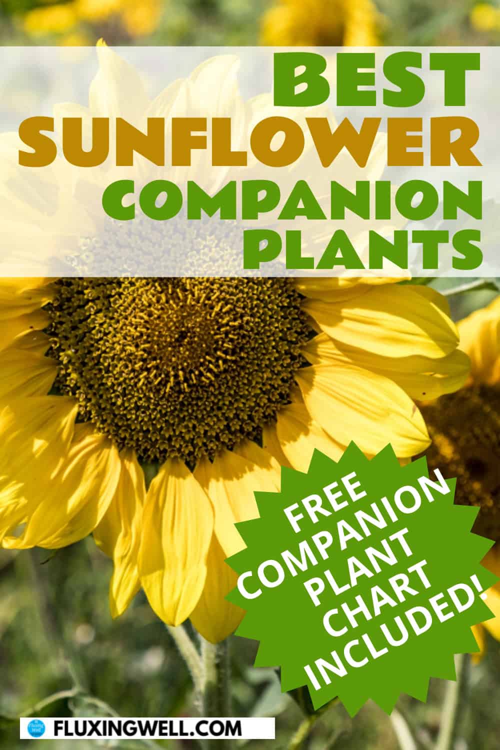 sunflower companion plants free chart