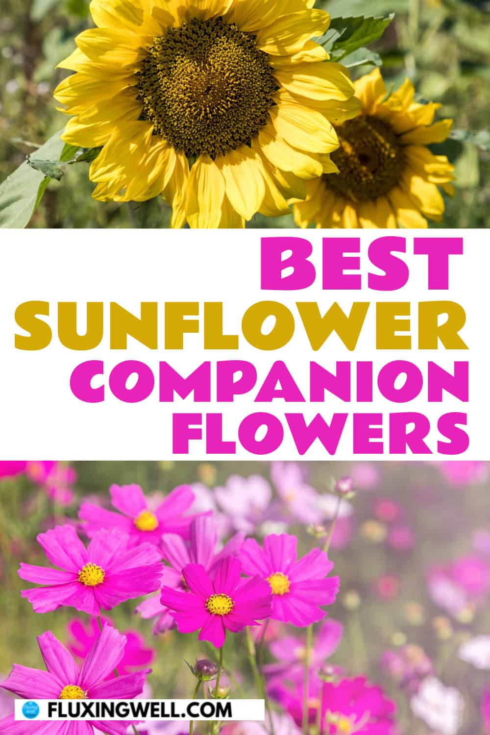 sunflower companion plants flowers
