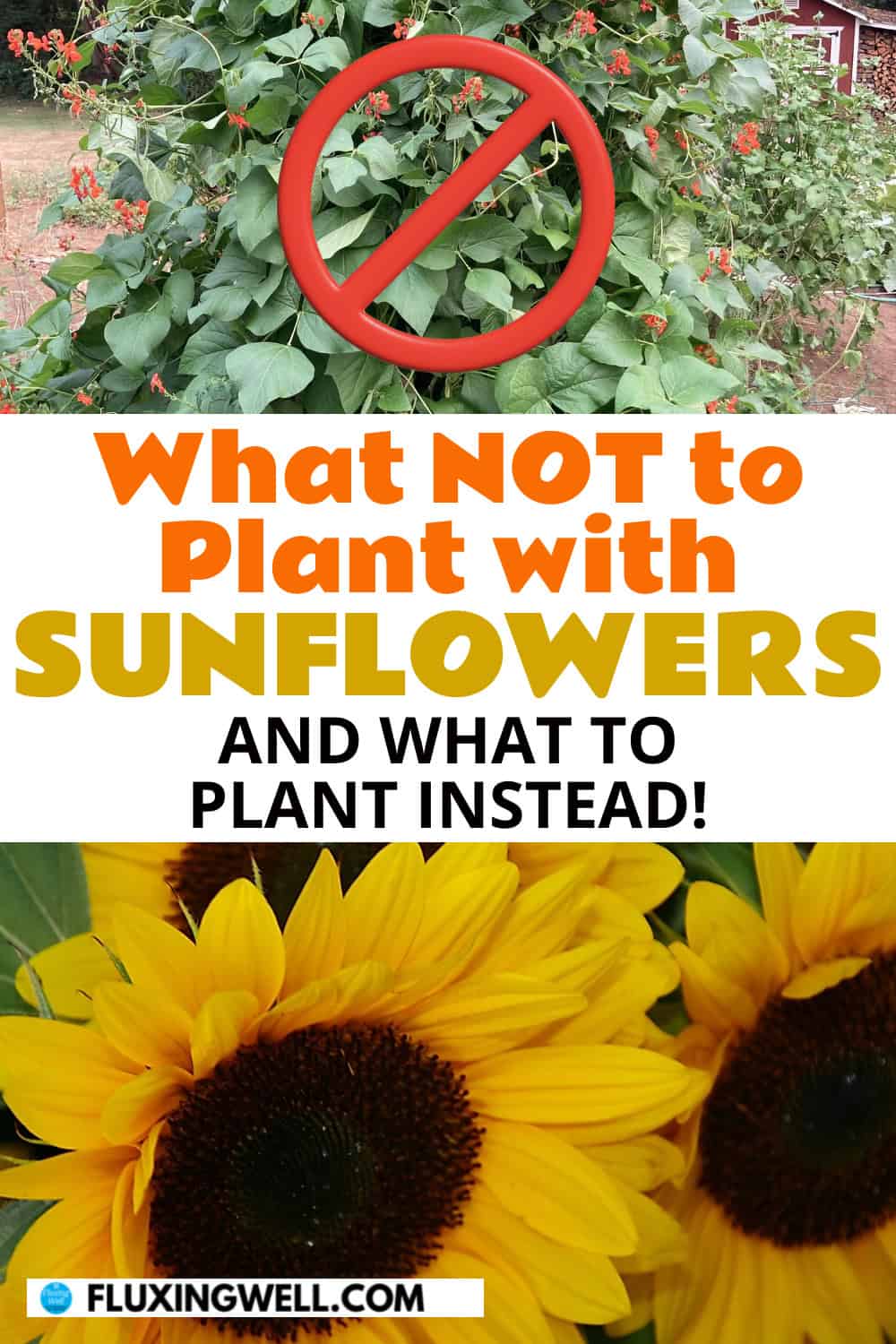 what not to plant with sunflowers and what to plant instead for a good companion plant