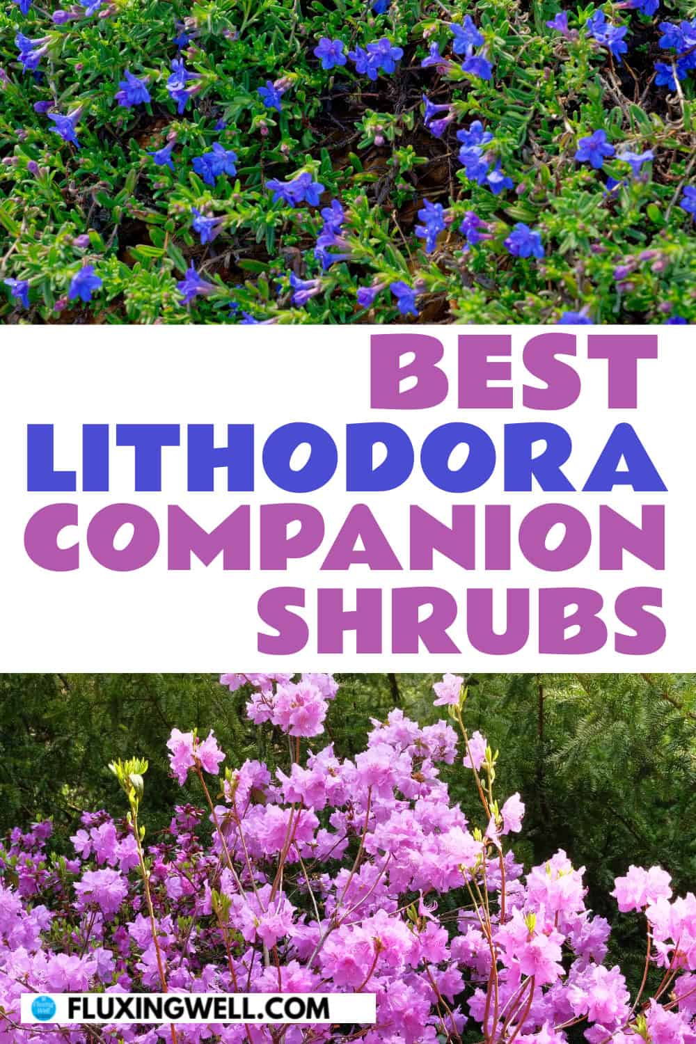 lithodora companion plants shrubs
