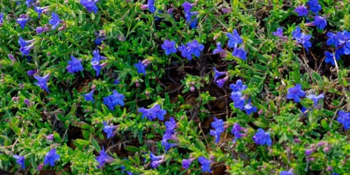 lithodora companion plants lithodora growing