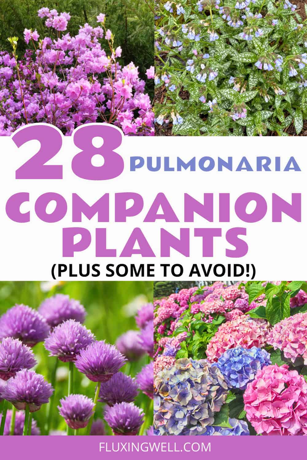 pulmonaria companion plants collage of hydrangea chives and azalea