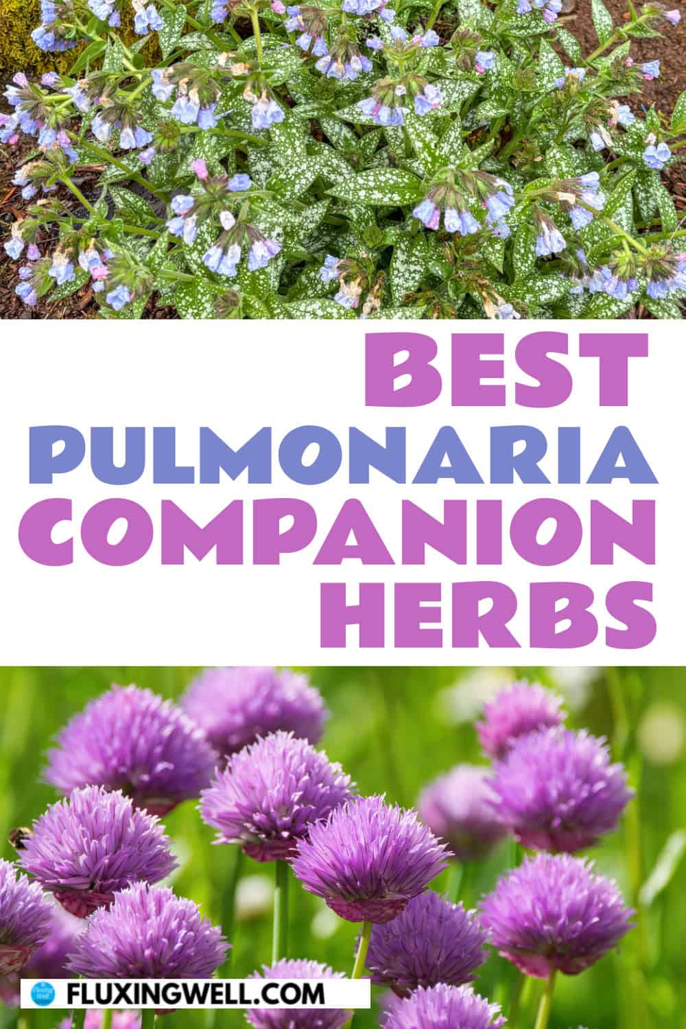 pulmonaria companion plants chives