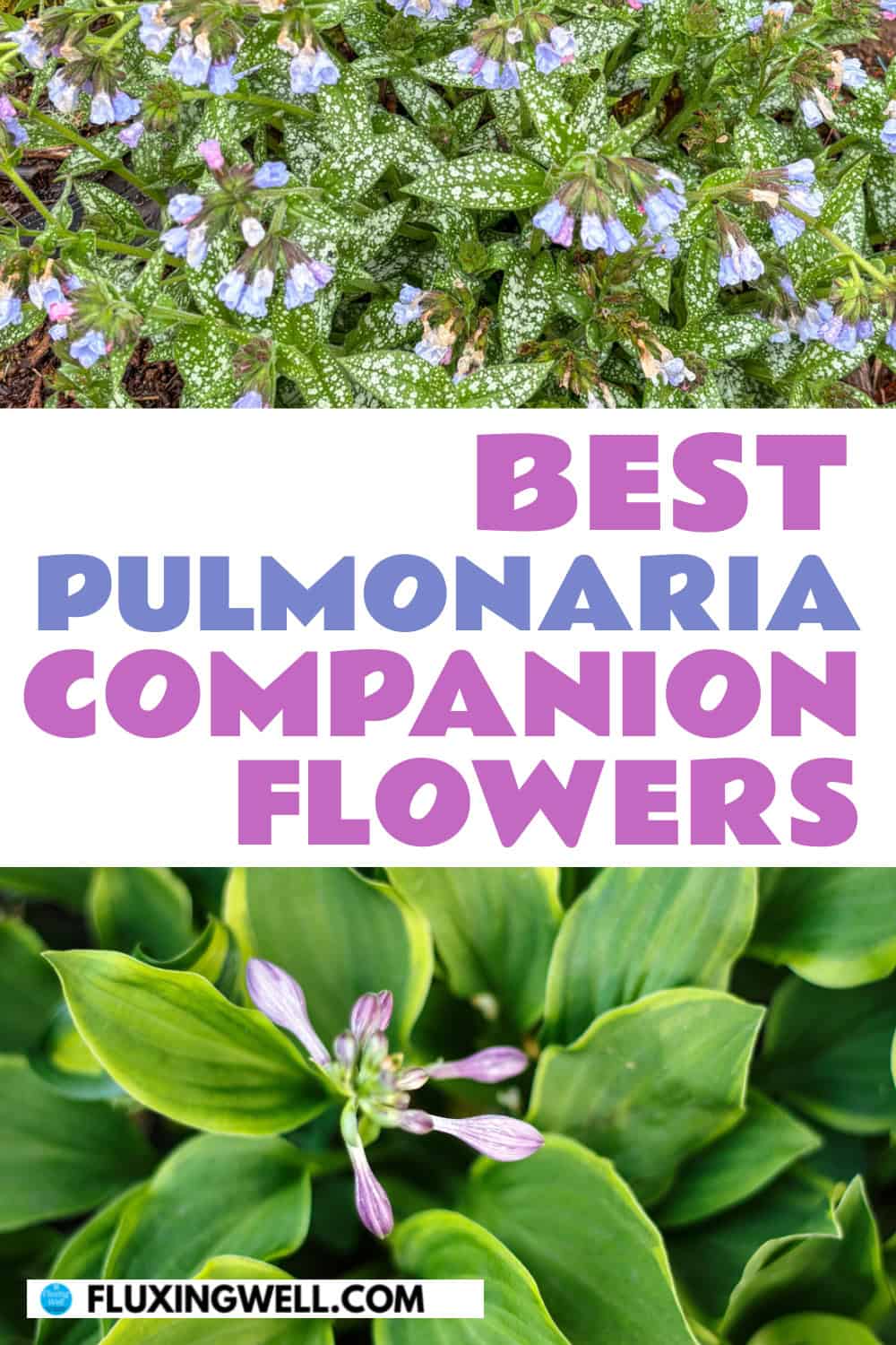 pulmonaria companion plants hosta