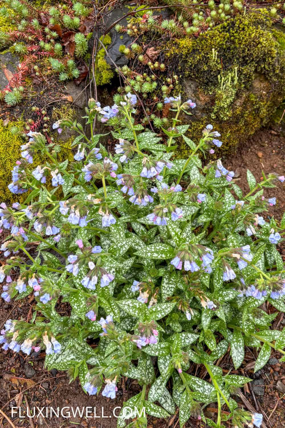pulmonaria companion plants pulmonaria (lungwort) growing in a garden