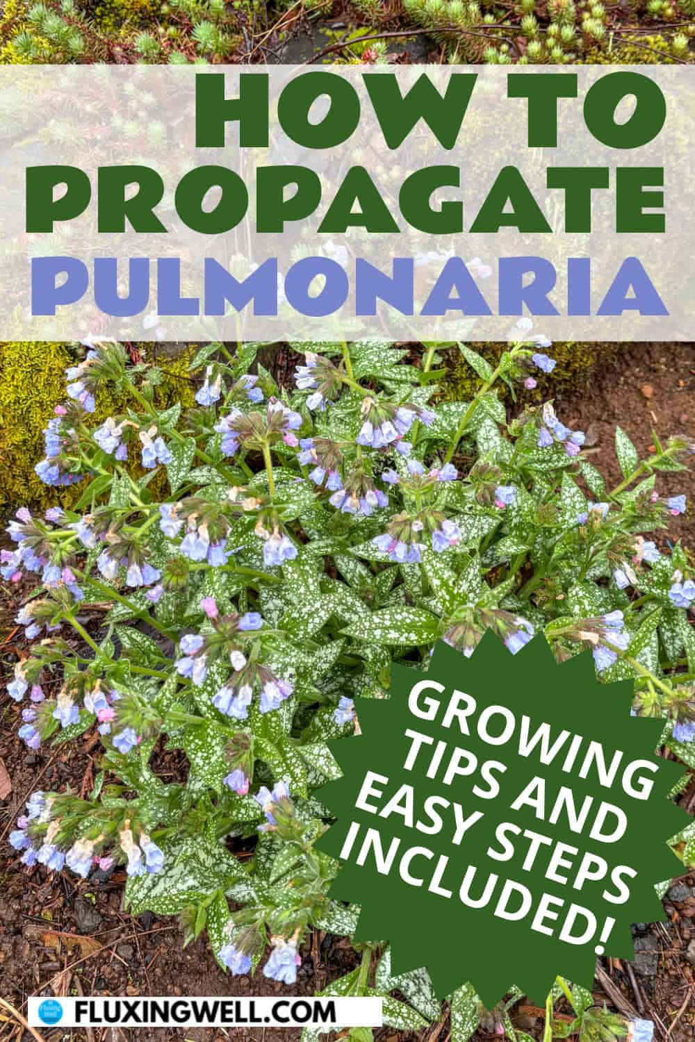 pulmonaria companion plants propagation tips