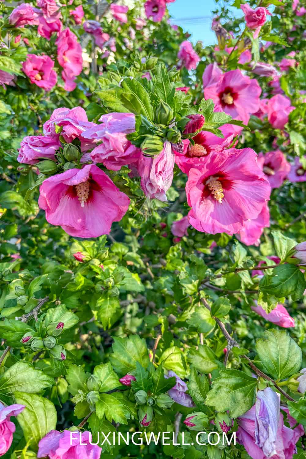 hollyhock companion plants flowers growing