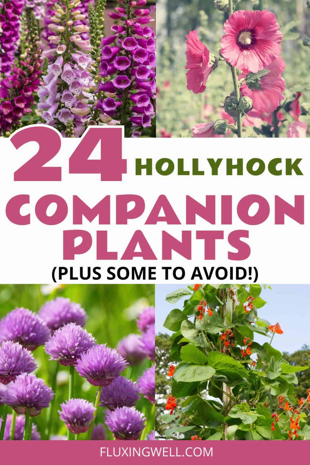 hollyhock companion plants collage