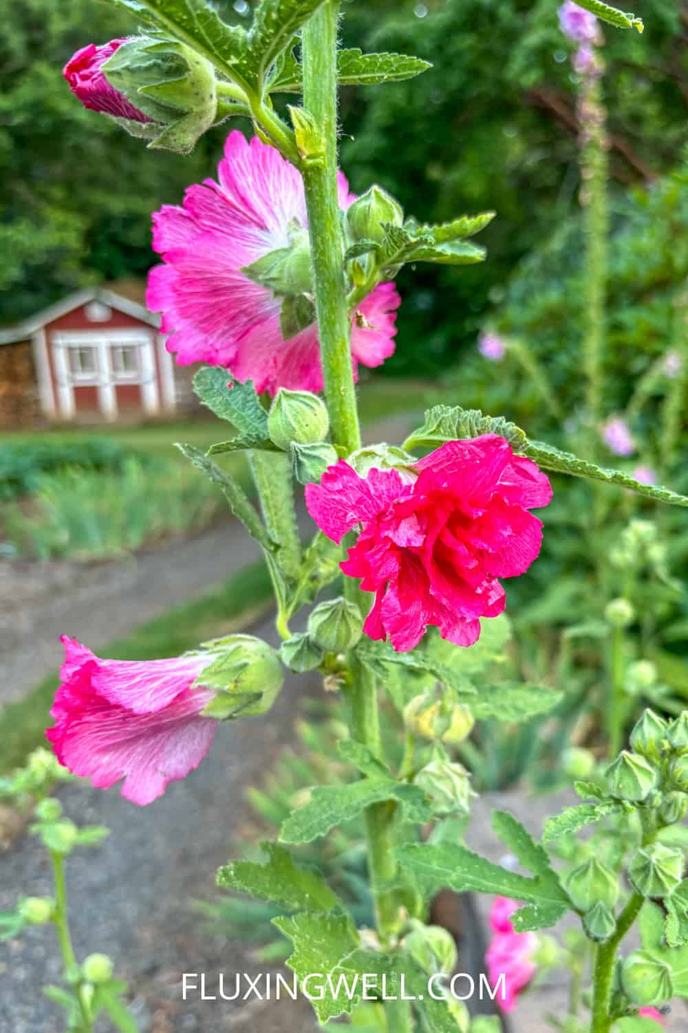 hollyhock companion plants with a shed in background
