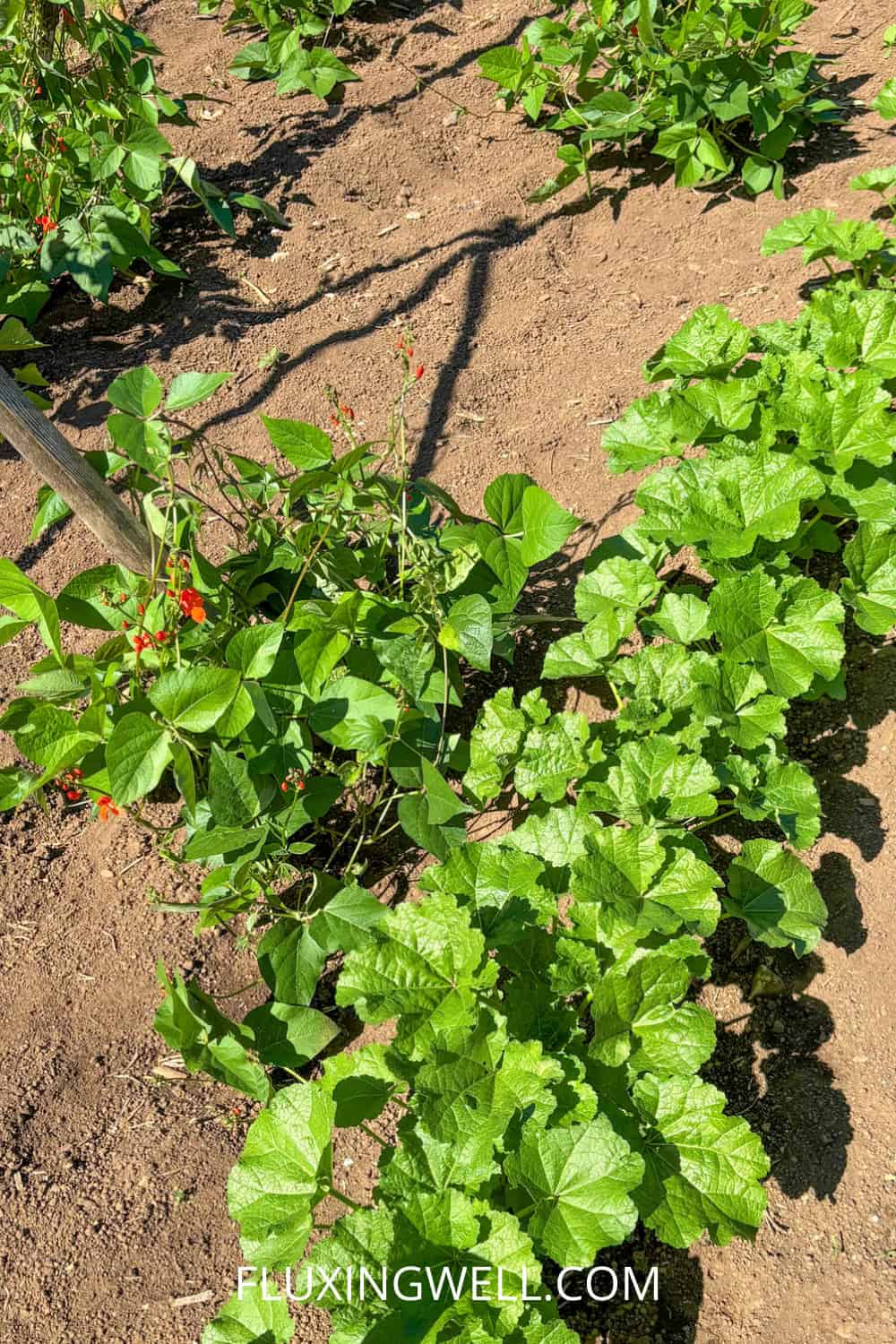 hollyhock companion plants in the vegetable garden