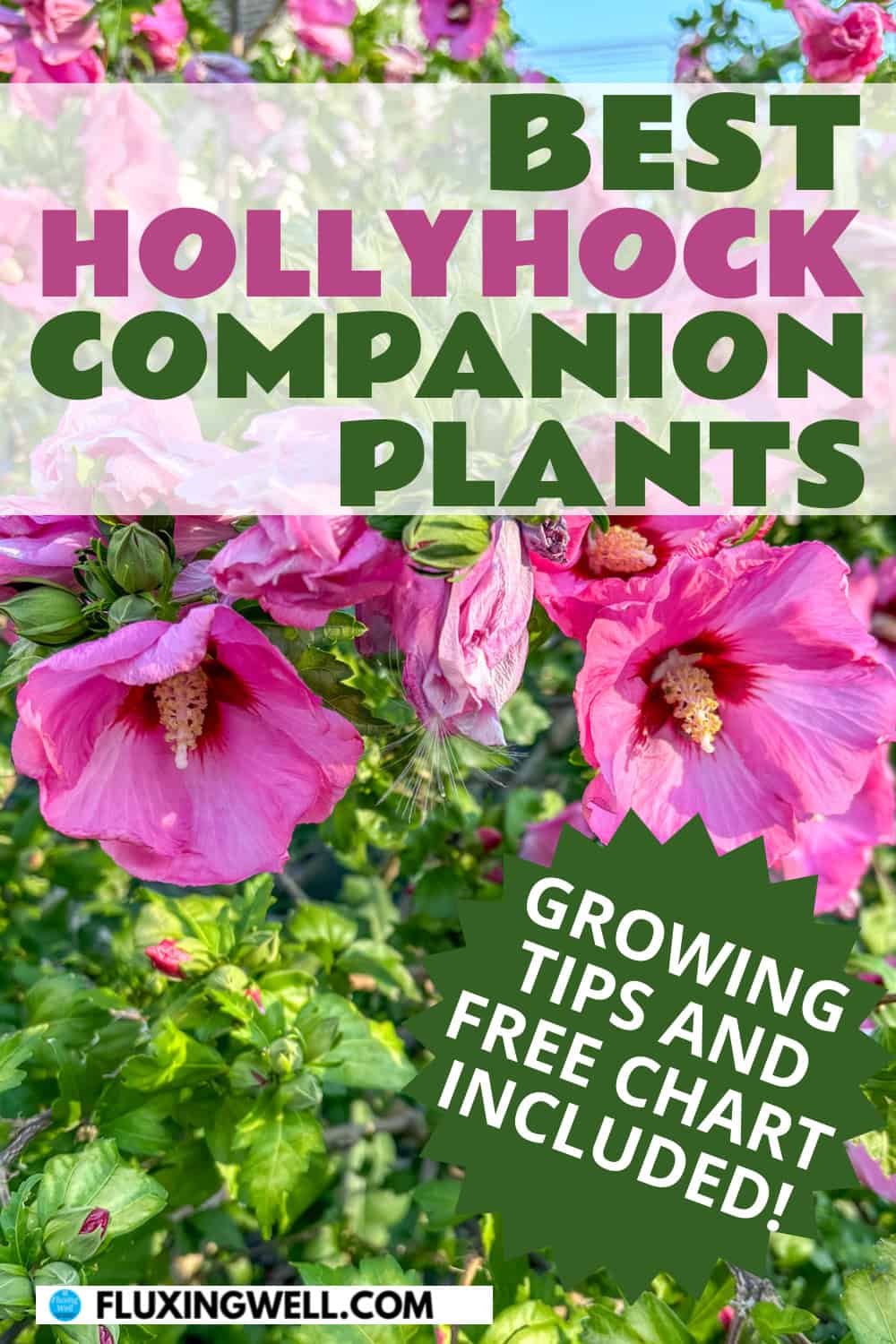 hollyhock companion plants growing tips