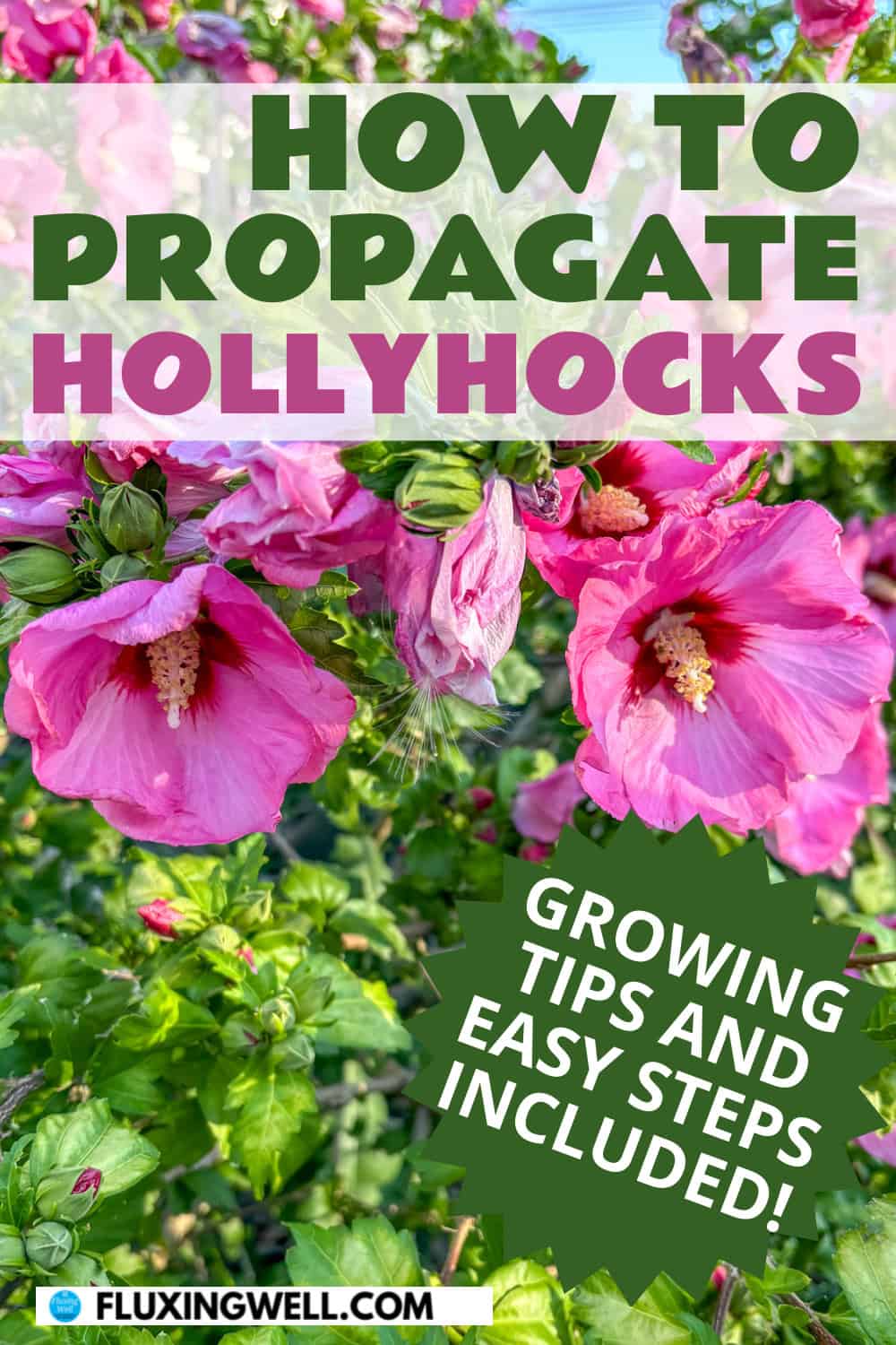 hollyhock companion plants how to propagate hollyhocks