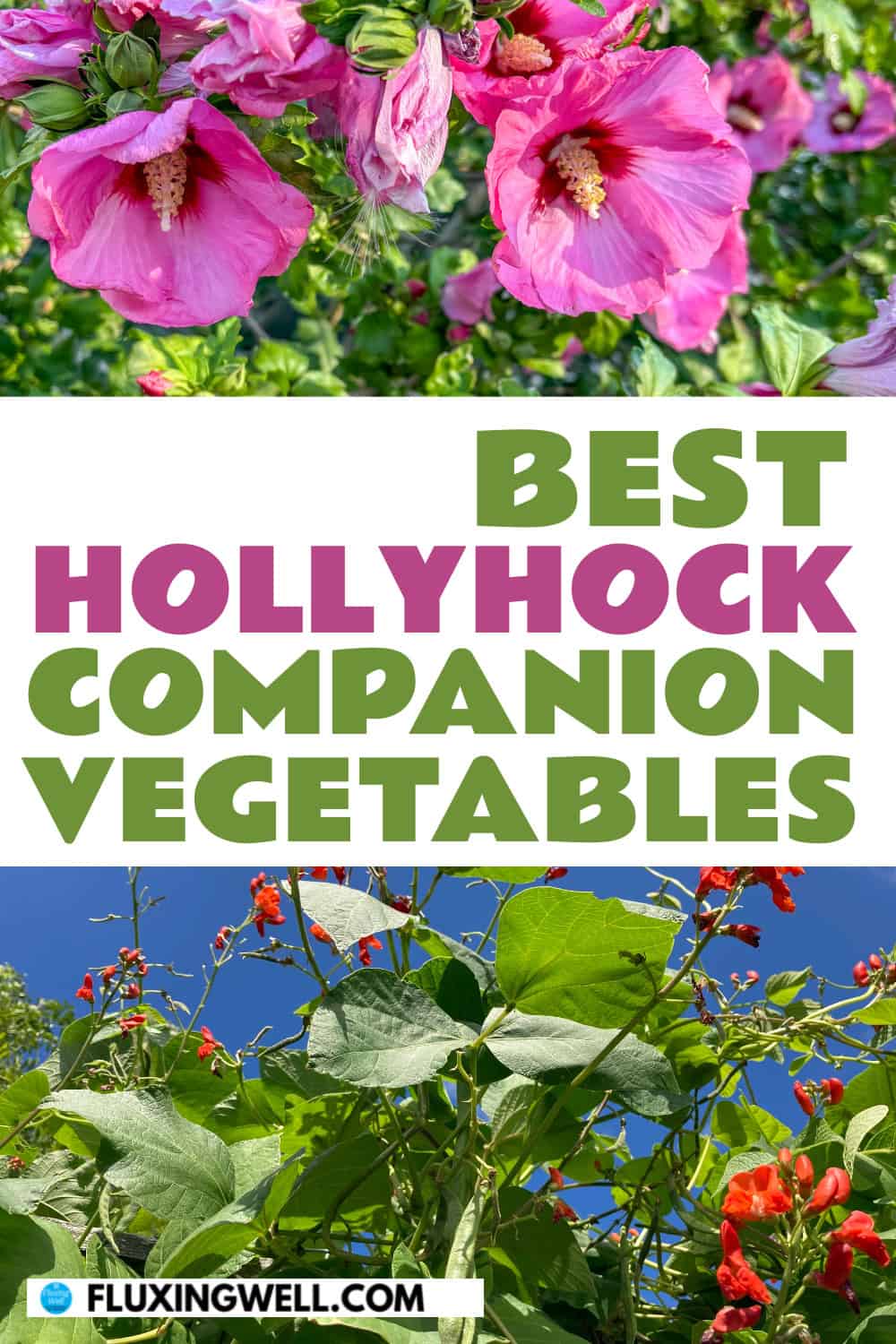 hollyhock companion plants scarlet runner beans