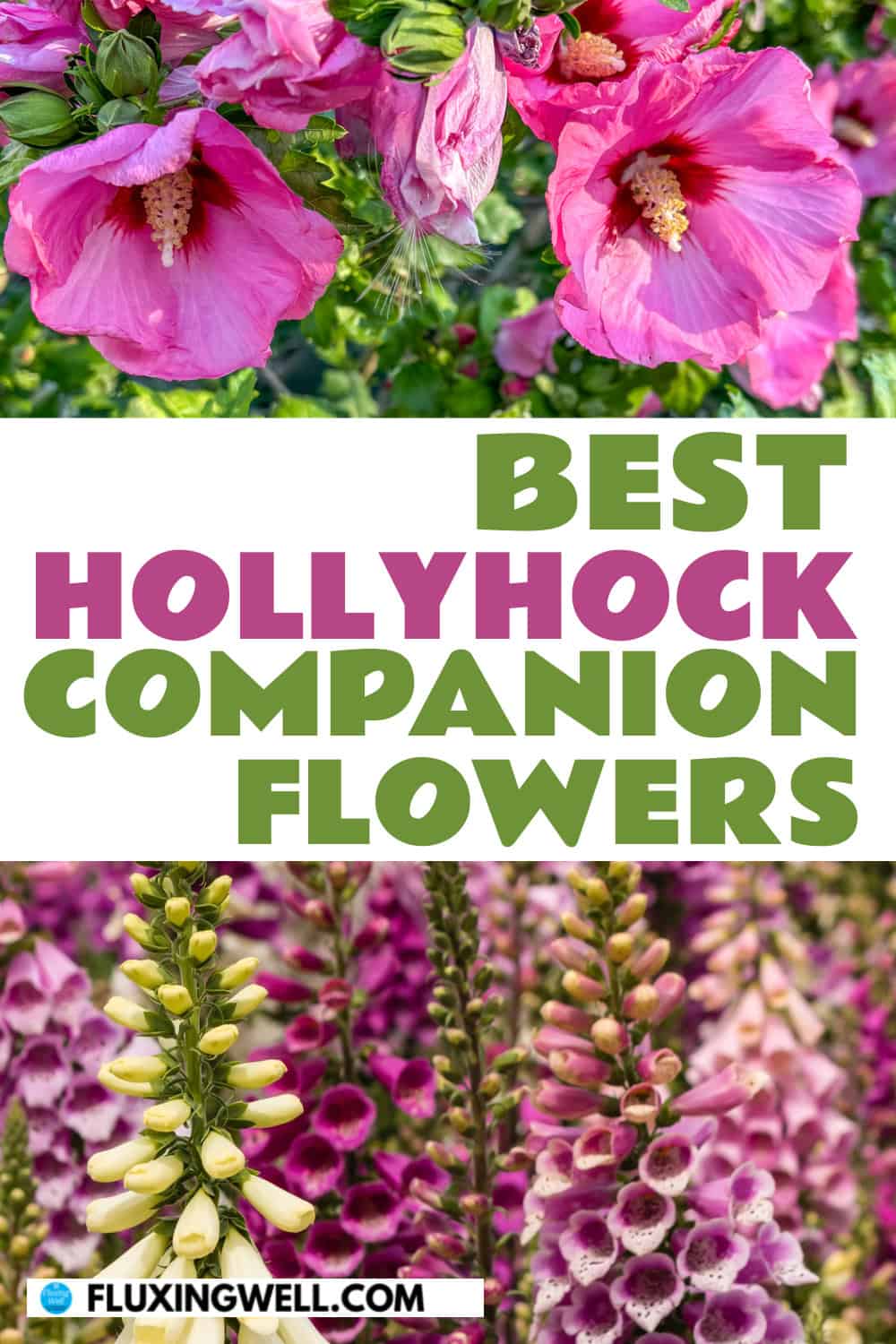 hollyhock companion plants foxgloves