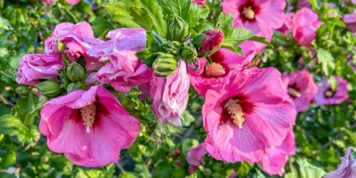 hollyhock companion plants hollyhocks closeup