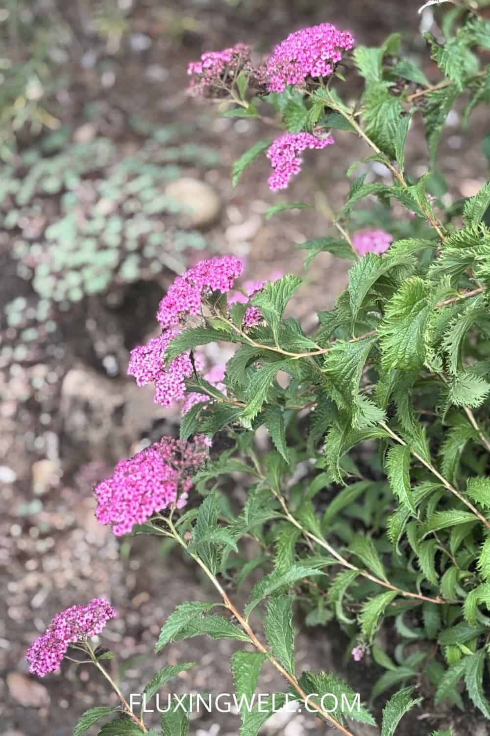 spirea companion plants spirea in rock garden