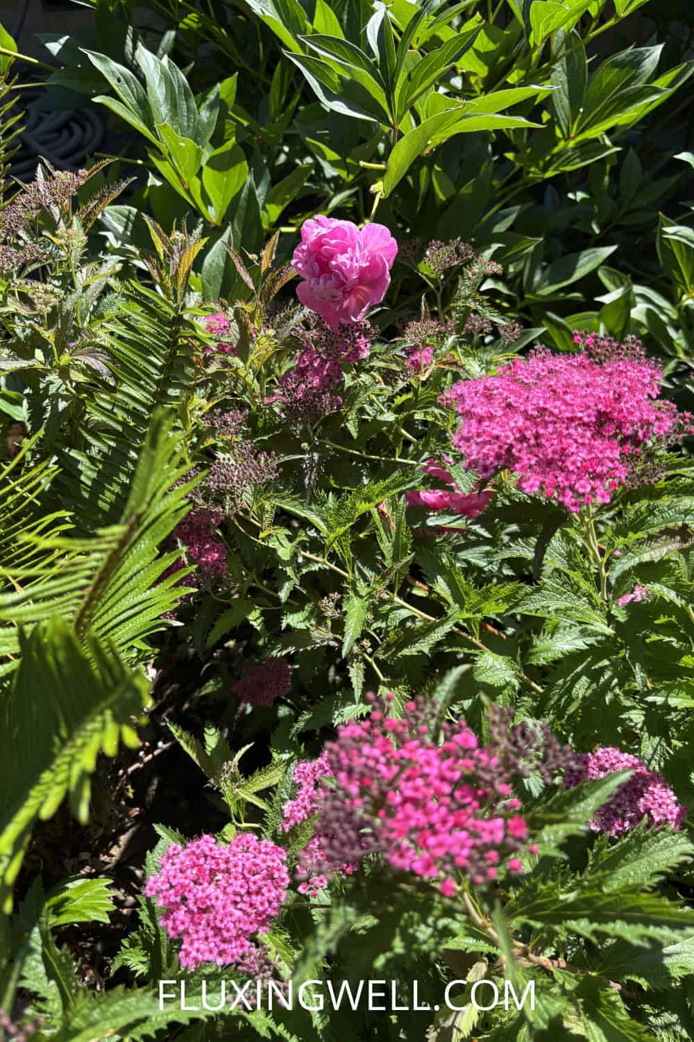 spirea companion plants spirea with fern
