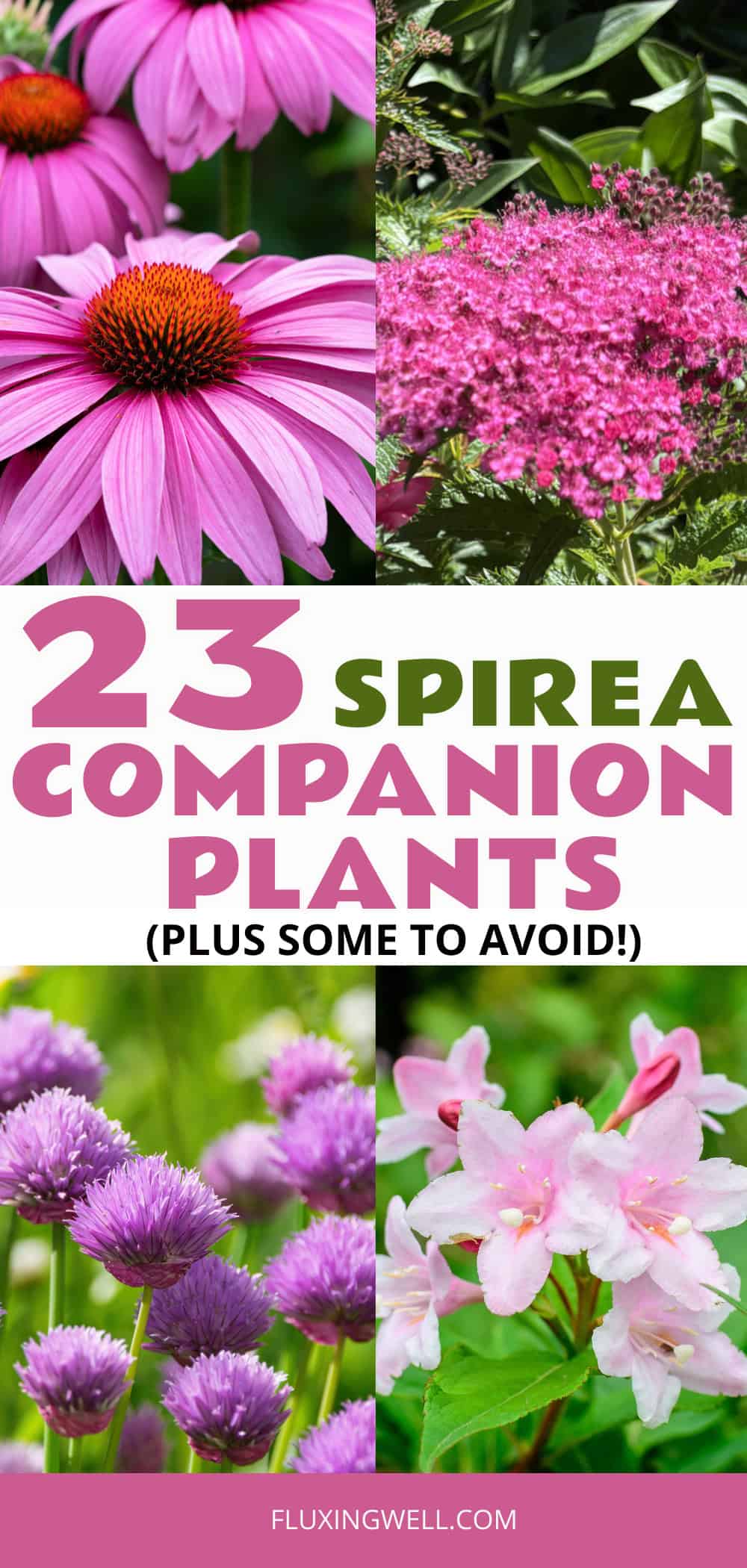 spirea companion plants collage