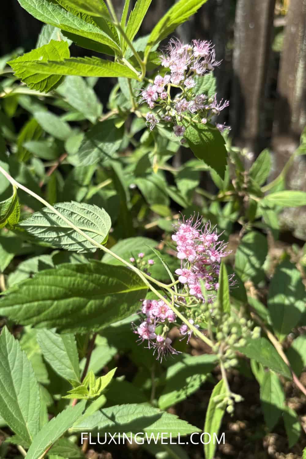 spirea companion plants spirea in perennial garden