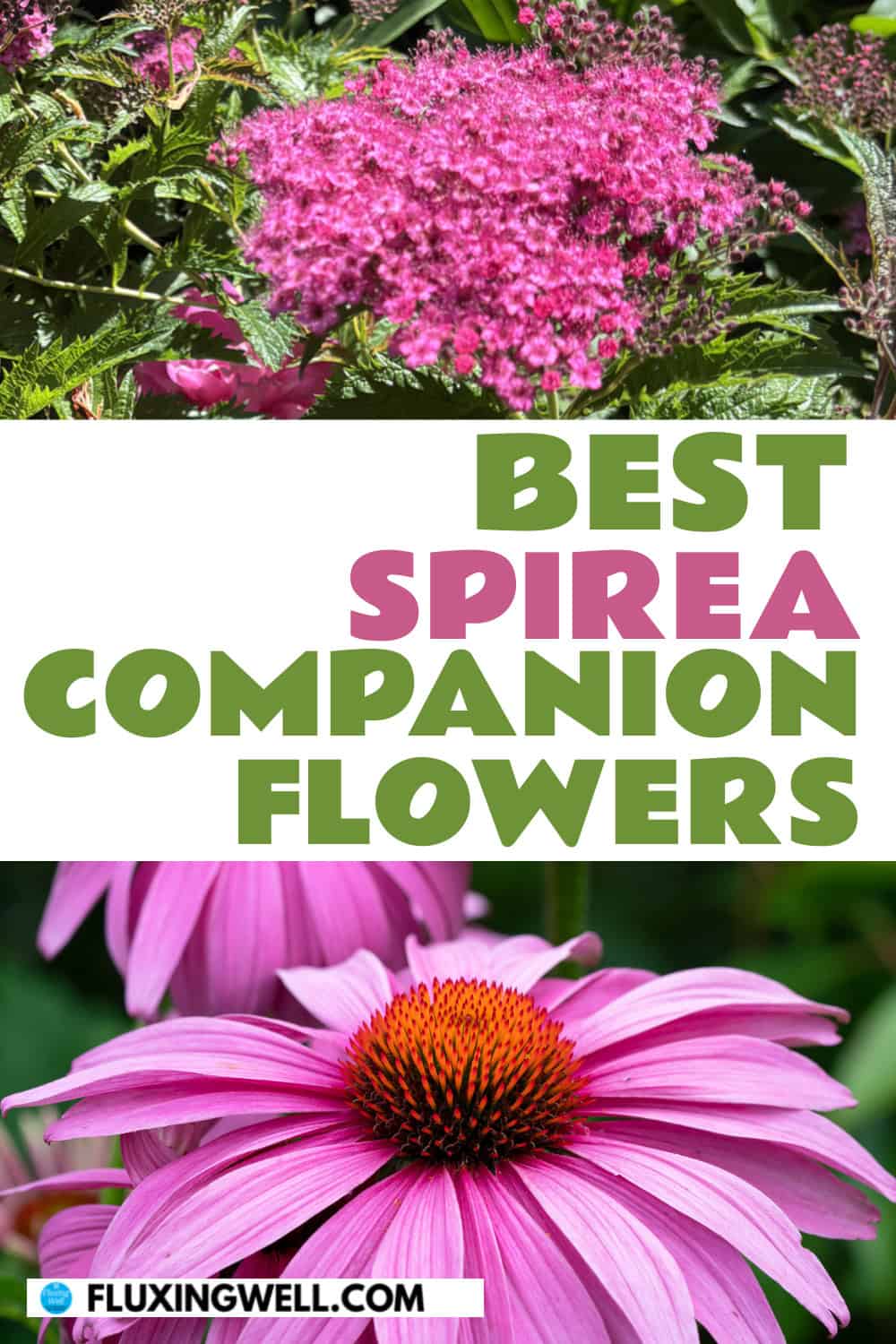 spirea companion plants flowers
