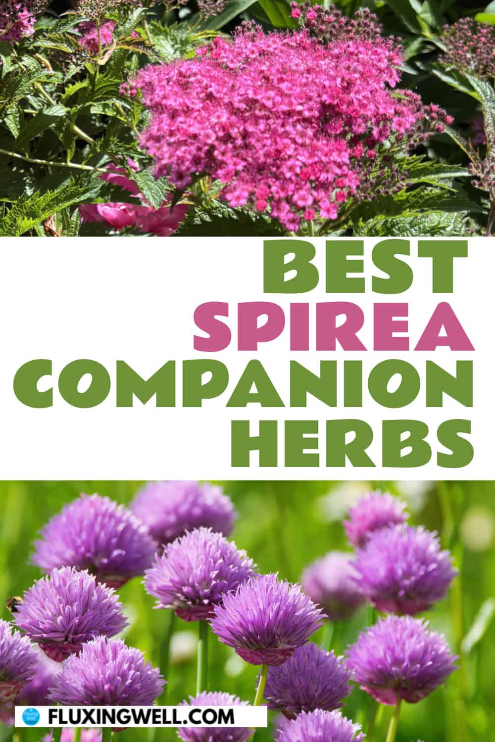 spirea companion plants herbs
