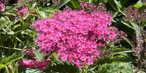 spirea companion plants spirea closeup
