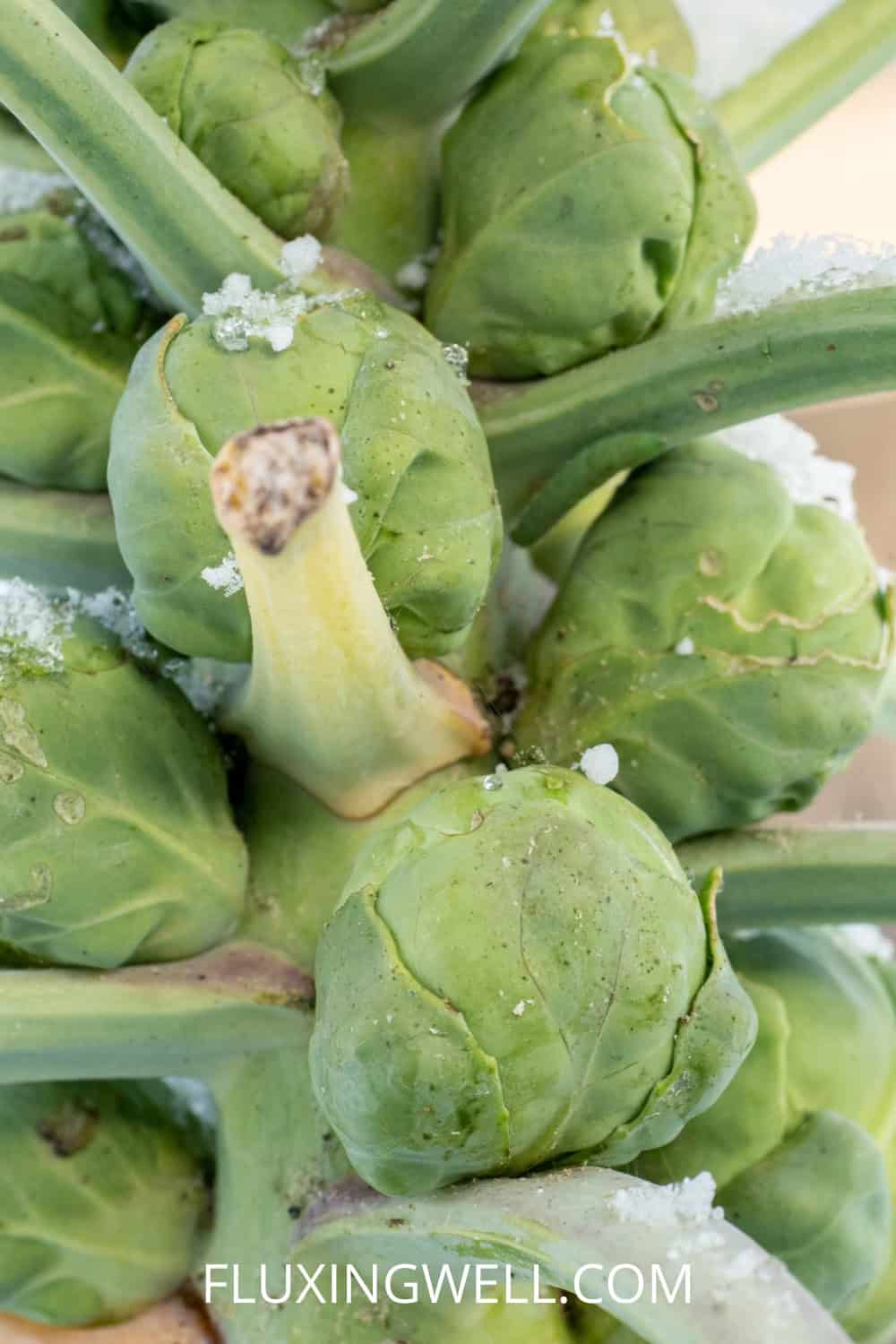 Brussels sprouts companion plants brussels sprouts on the plant