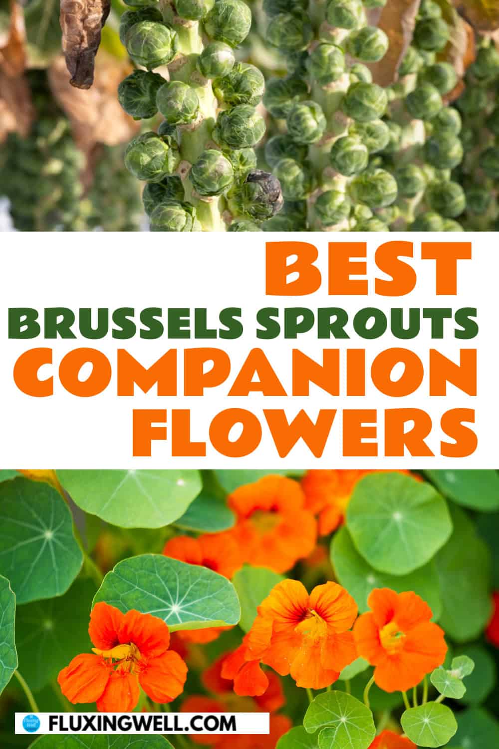Brussels sprouts companion plants flowers