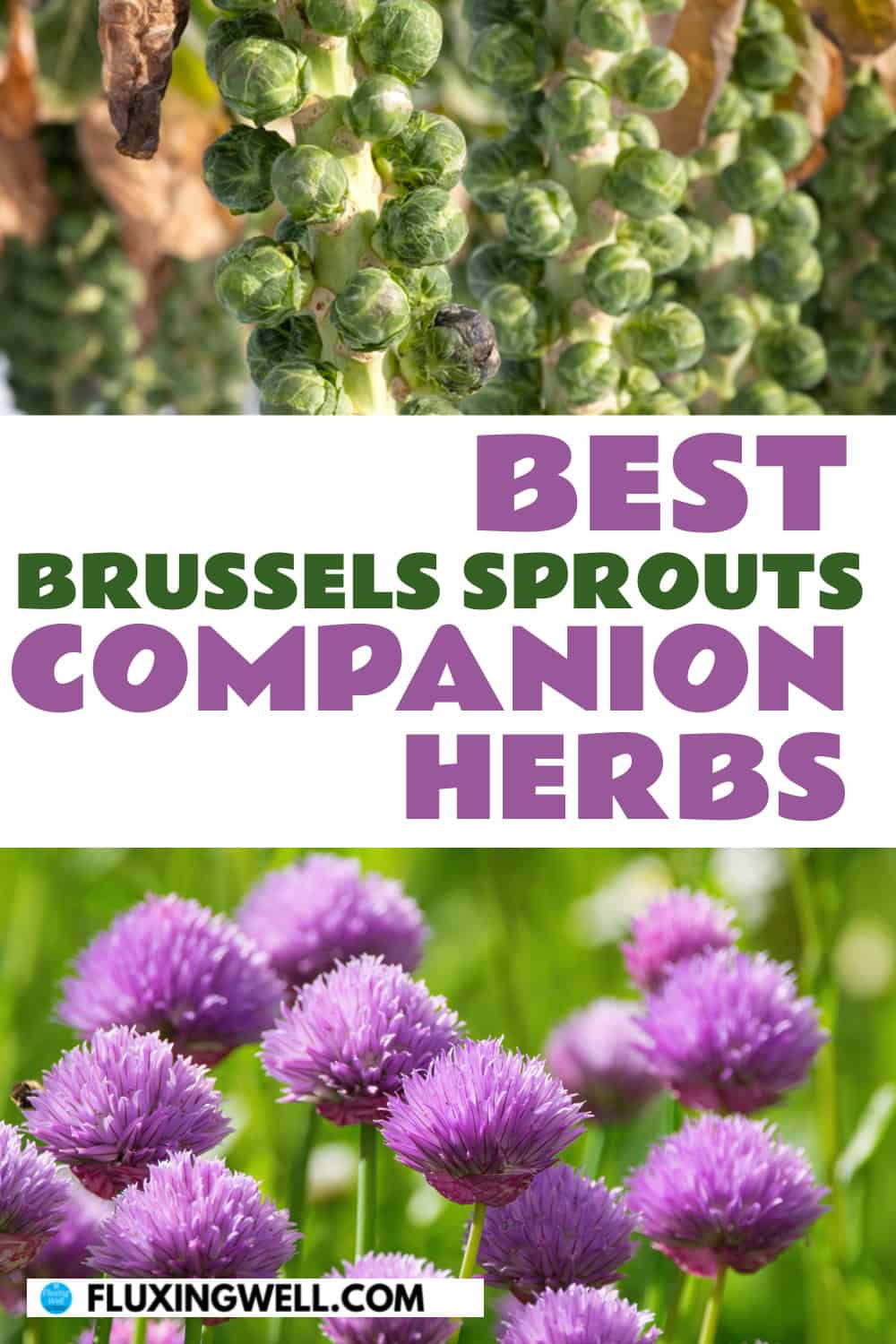 Brussels sprouts companion plants herbs