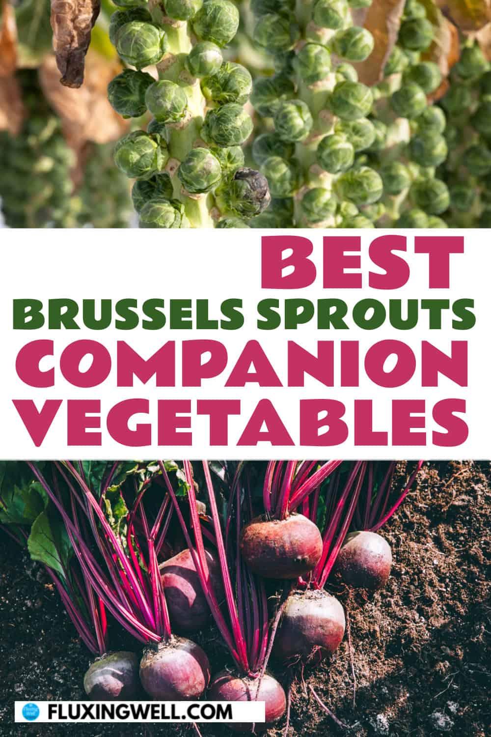 Brussels sprouts companion plants vegetables