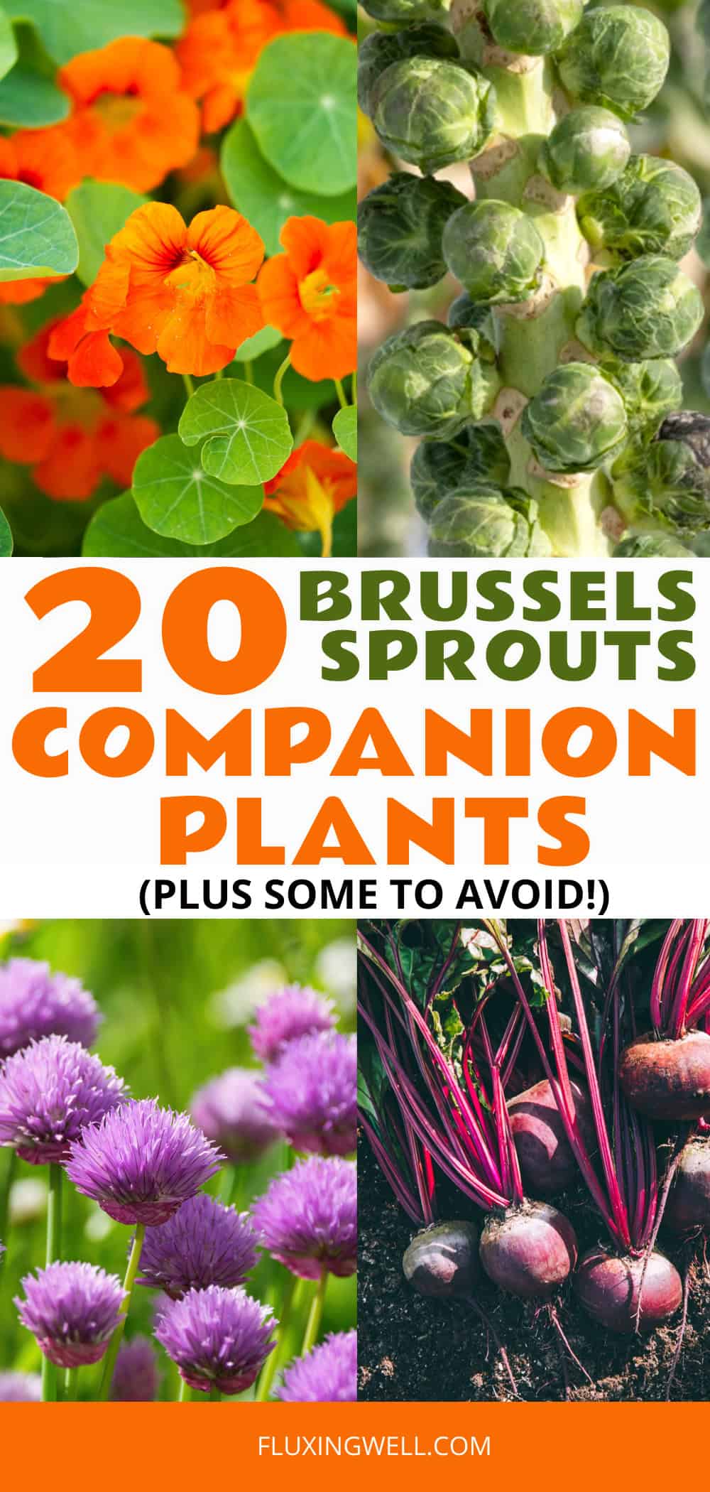 Brussels sprouts companion plants plant collage