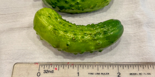 cute pickles gherkins by the pint closeup of small pickling cucumbers with a ruler