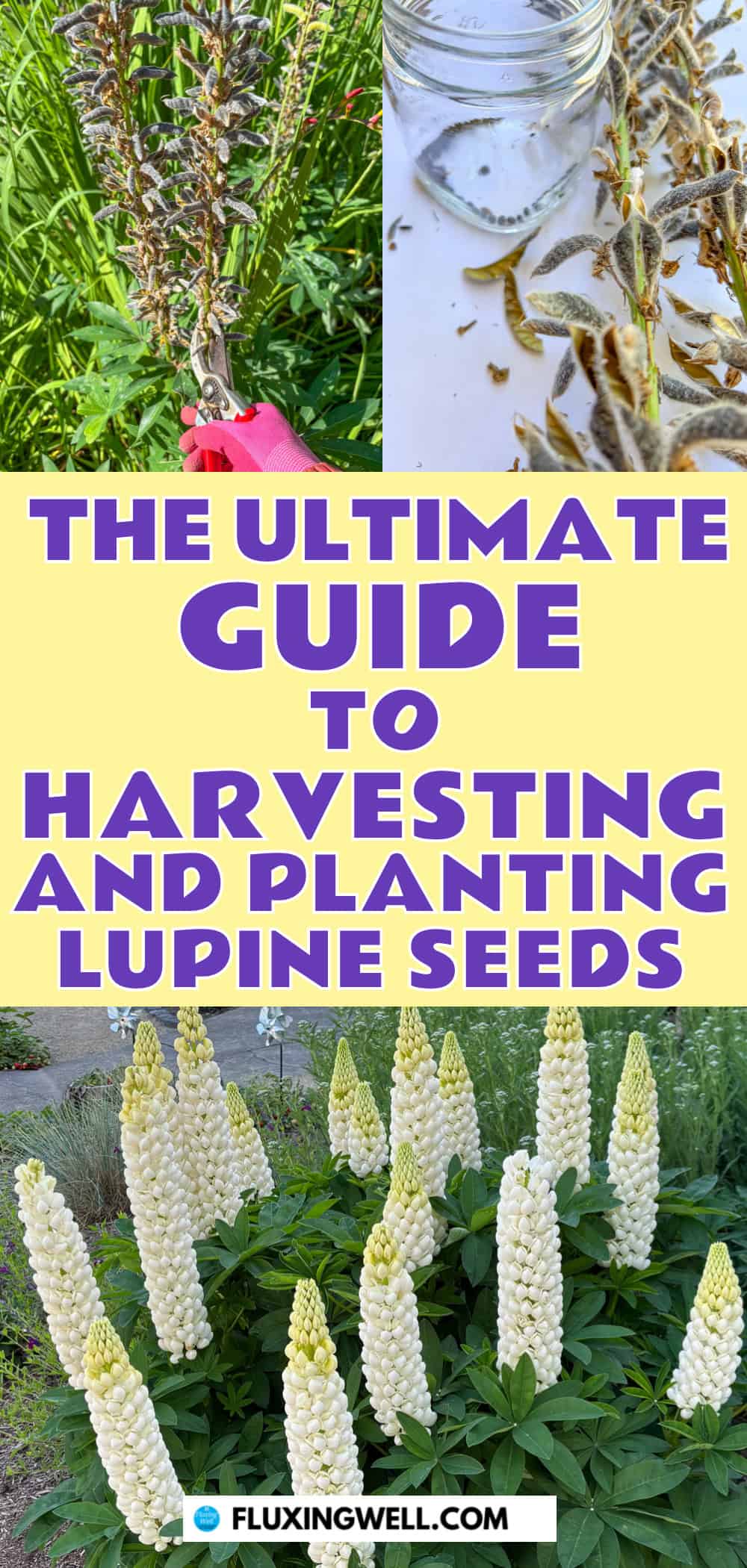 saving lupine seeds collage with seeds and blooms