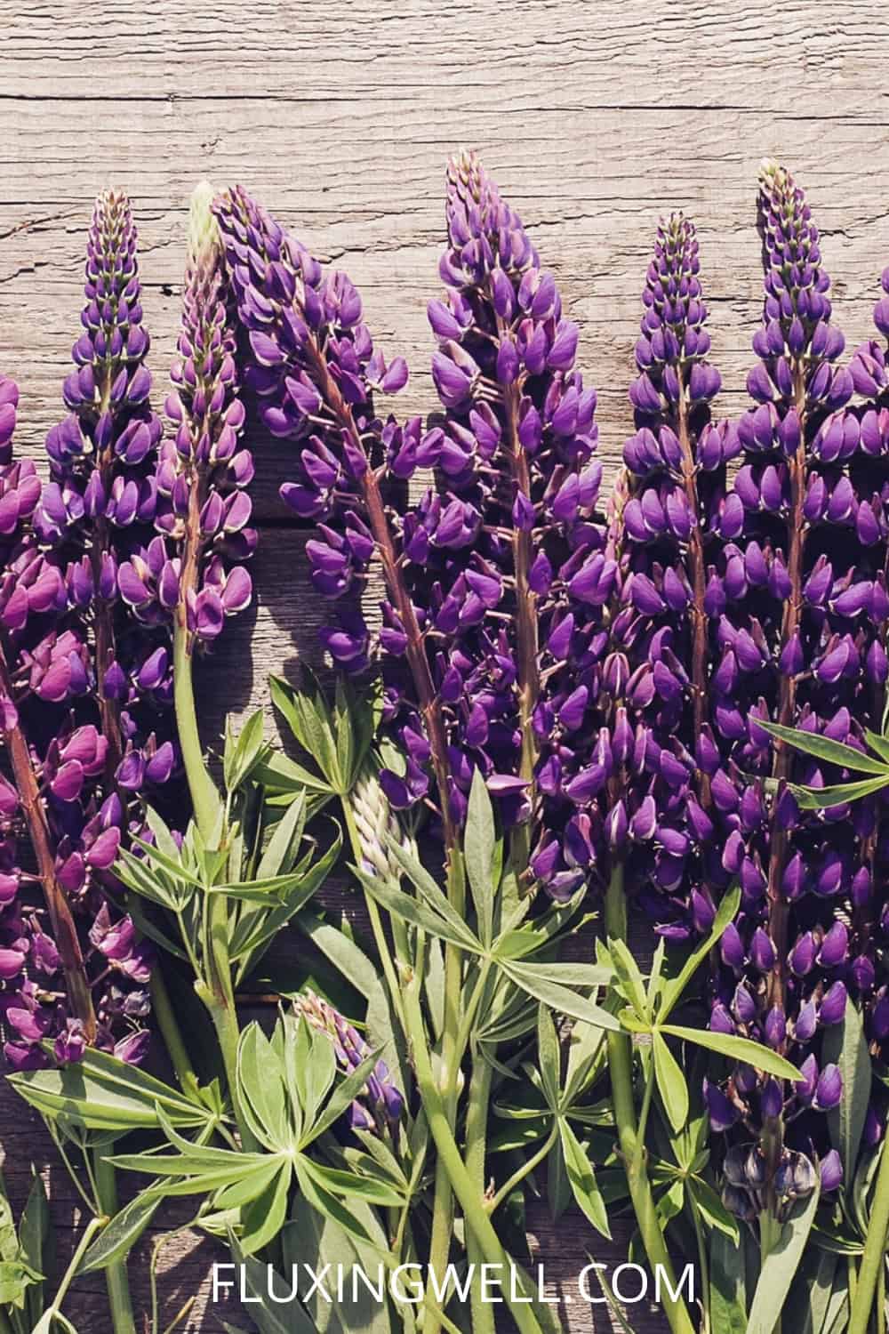 saving lupine seeds: lupine in a garden container