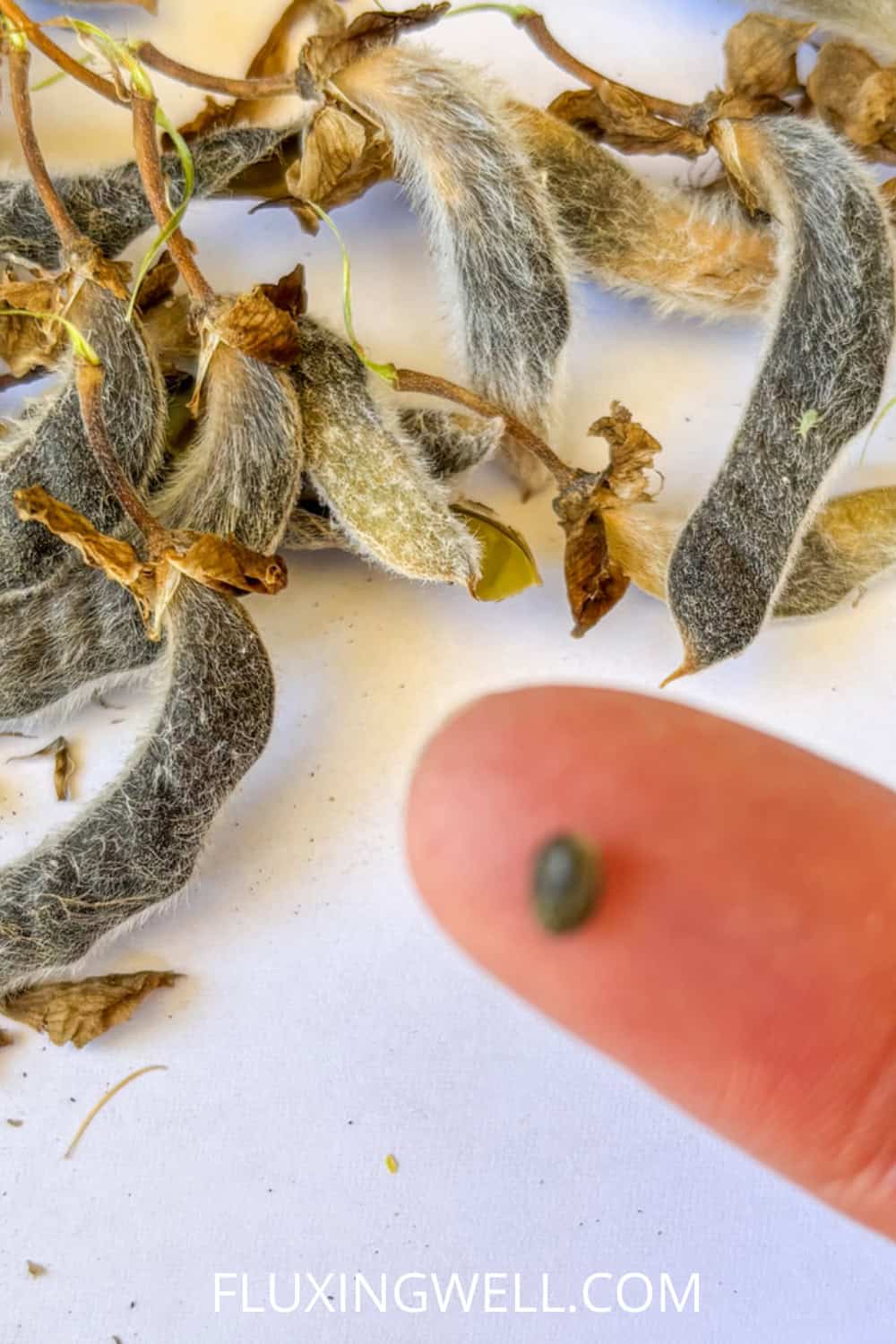 saving lupine seeds tiny seed on a finger