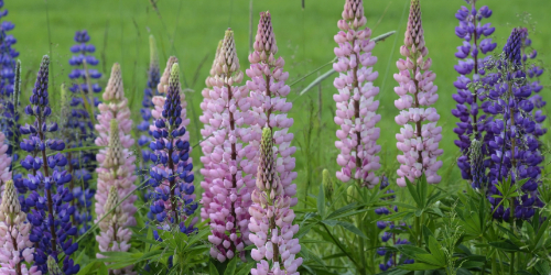 saving lupine seeds lupines in bloom