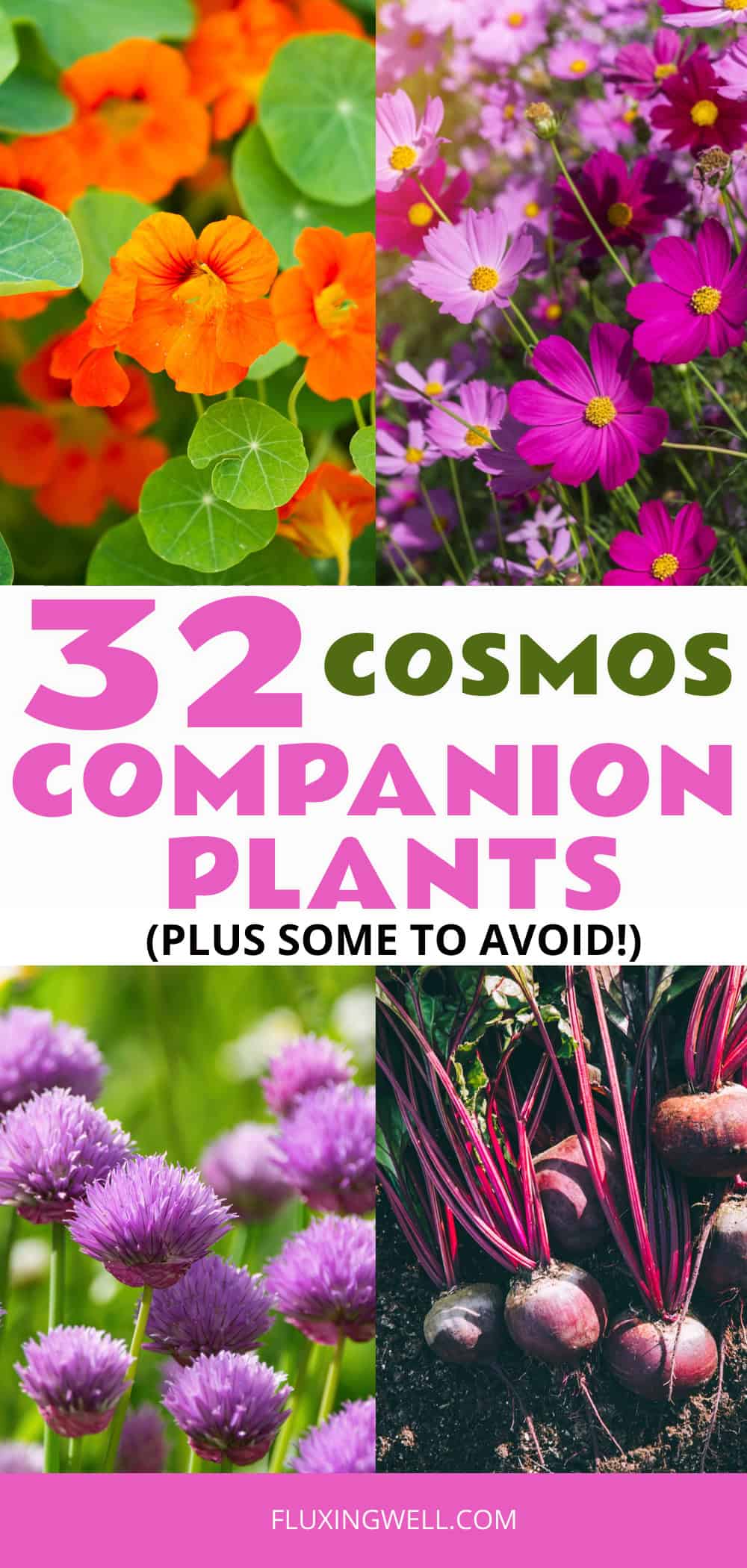 Cosmos companion plants collage