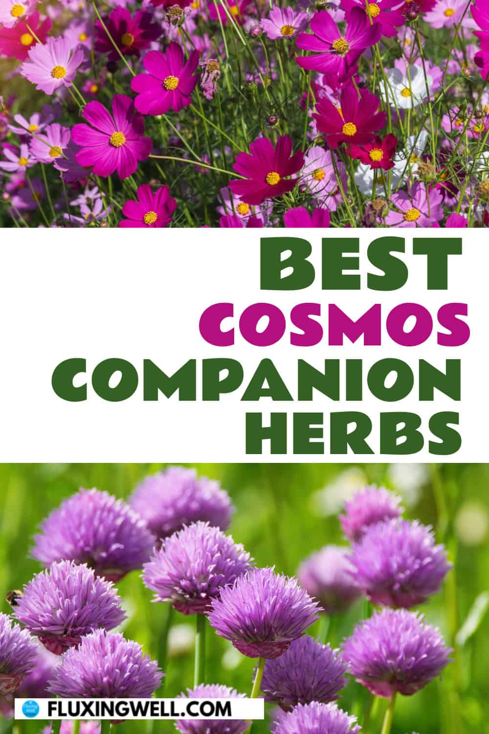 Cosmos companion plants herbs
