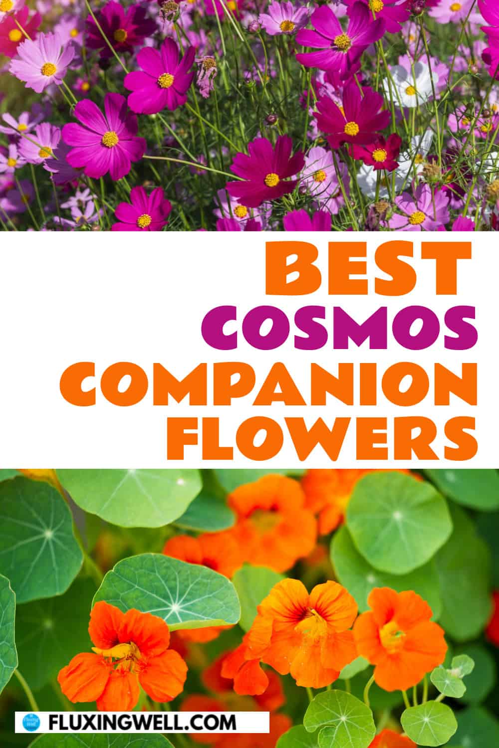 Cosmos companion plants flowers