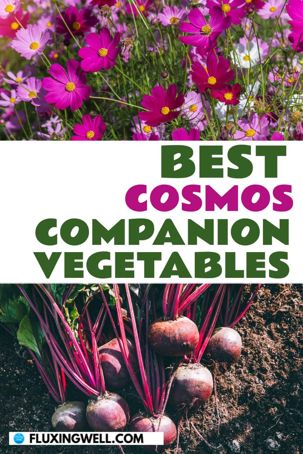 Cosmos companion plants vbegetables