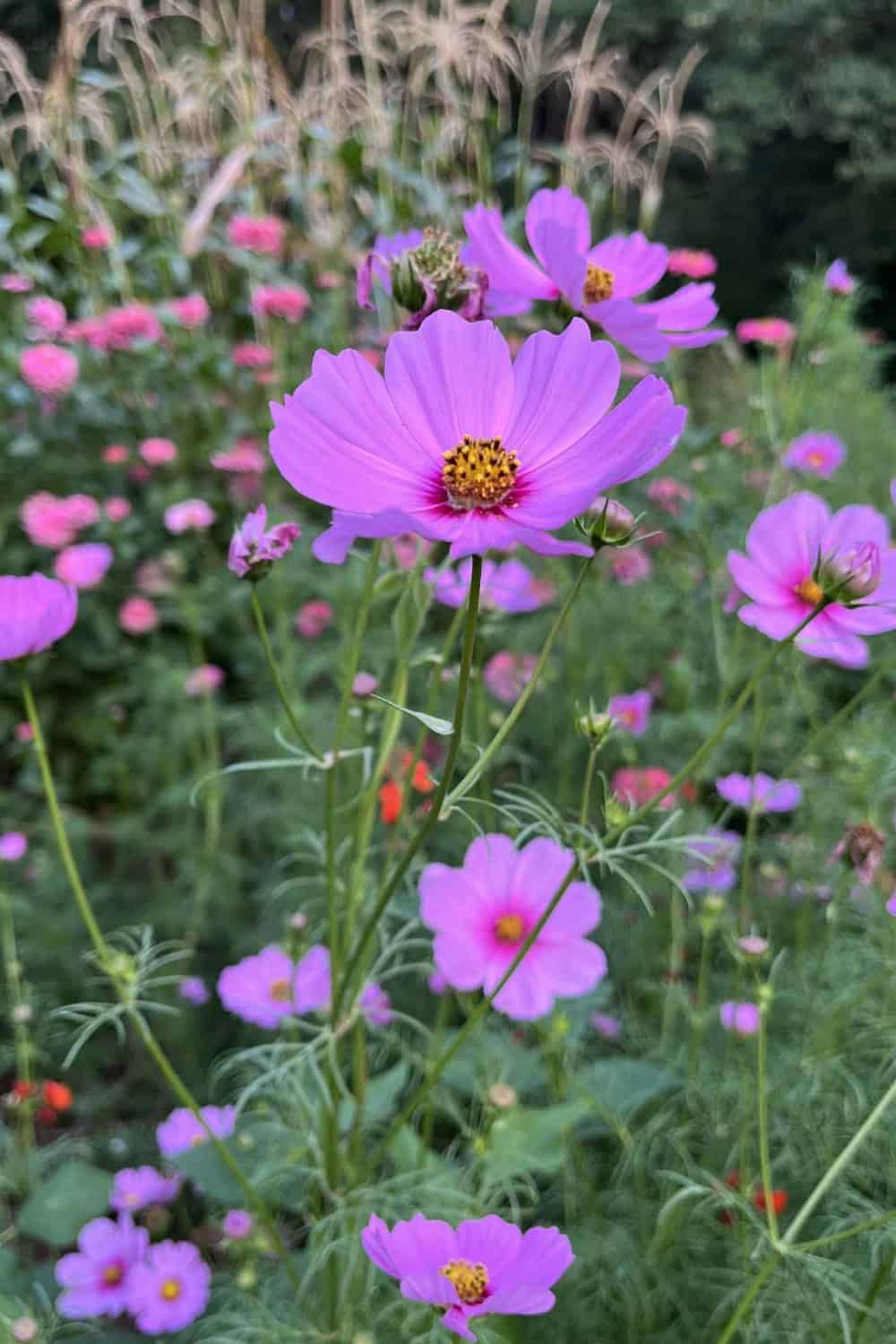 Cosmos companion plants cosmos growing in a garden