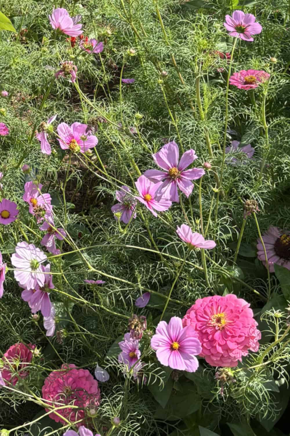 Cosmos companion plants with zinnias