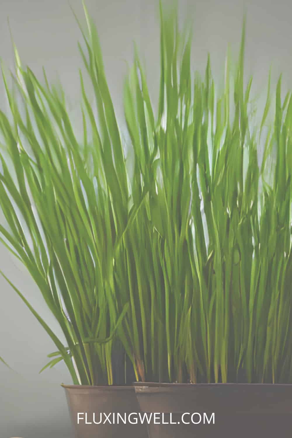 lemongrass soup lemongrass growing in a container