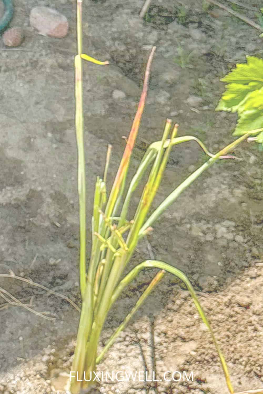 lemongrass soup lemongrass newly planted