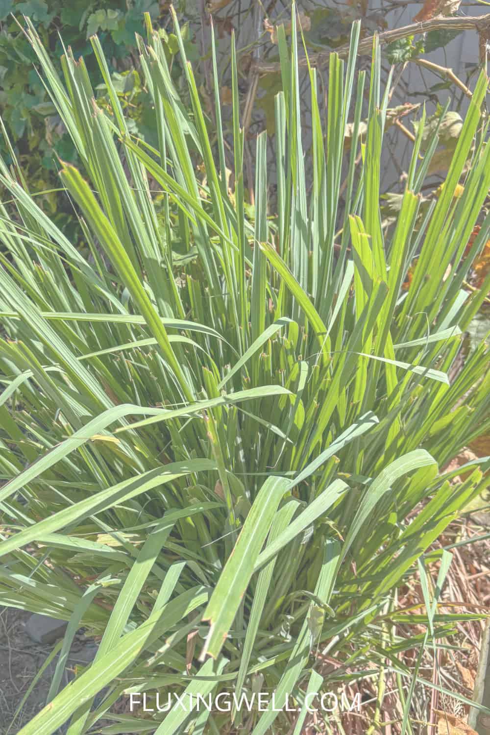 lemongrass soup lemongrass plant