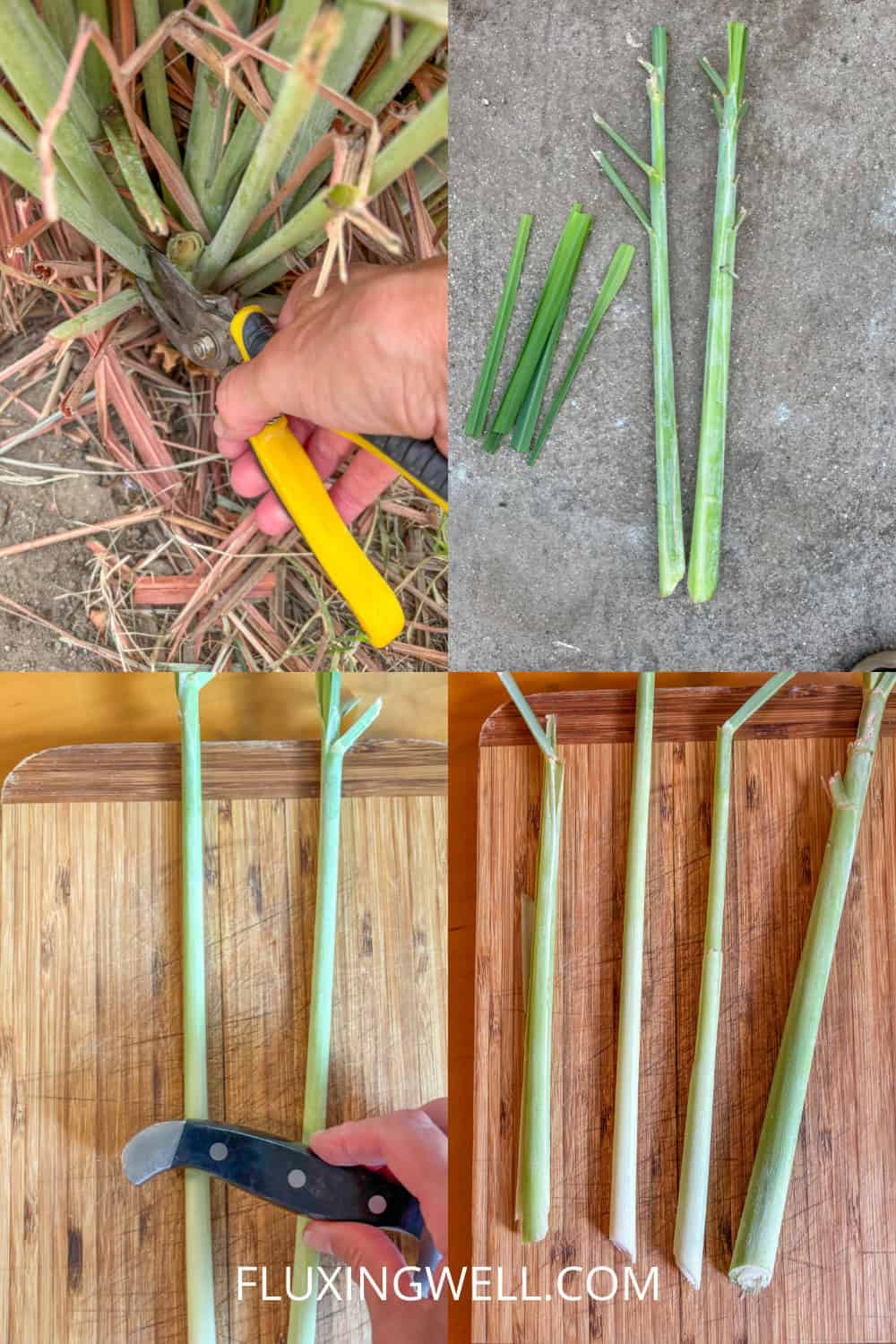 lemongrass soup steps to harvesting lemongrass