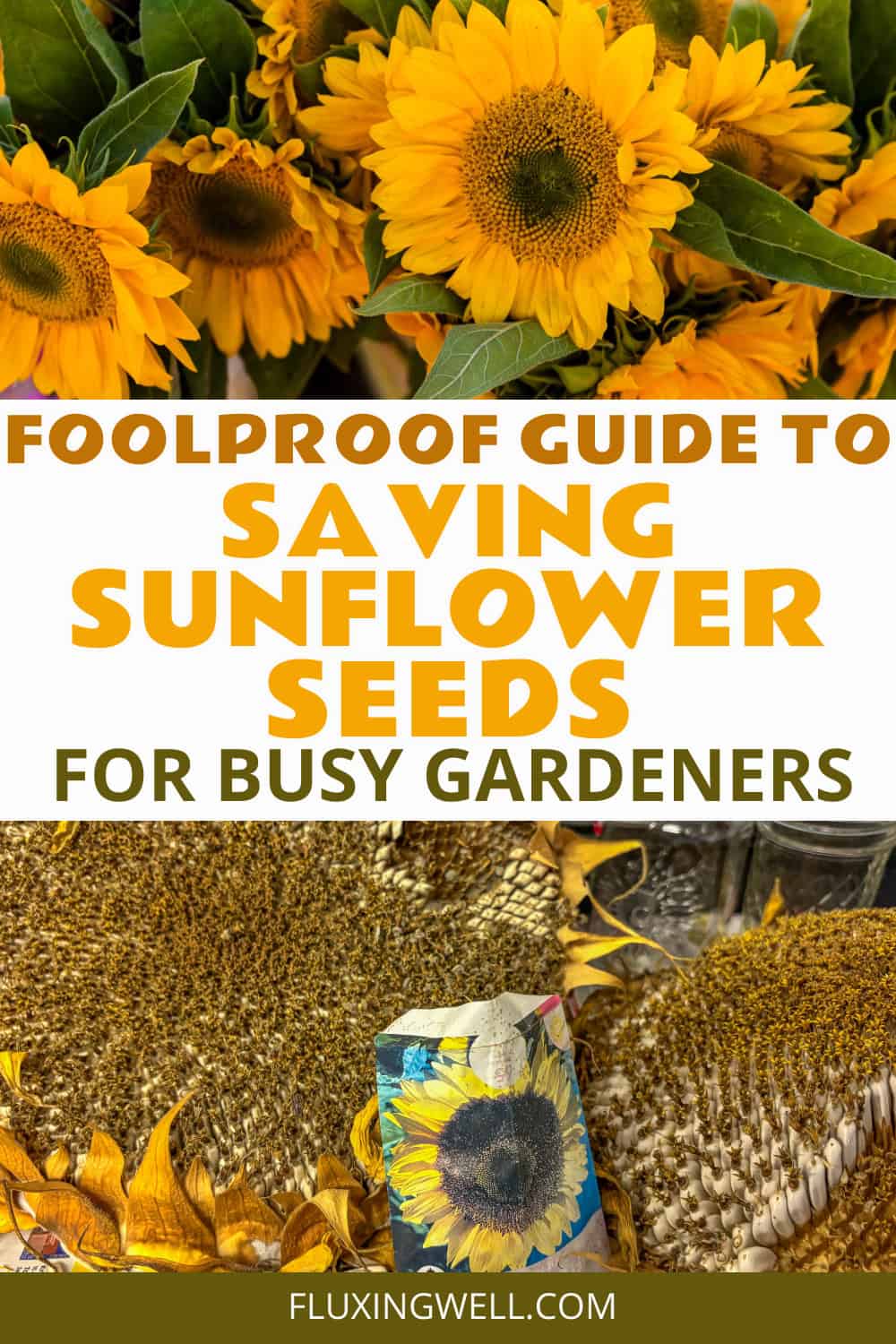 saving sunflower seeds collage