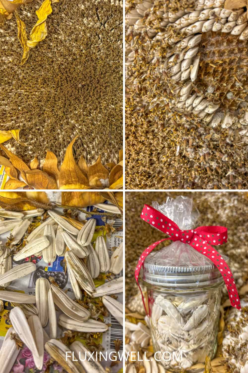 saving sunflower seeds steps